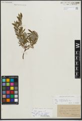 Foto von Salix repens subsp. incubacea (L.) A. Neumann